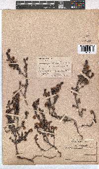 Erica azaleifolia image