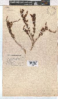 Erica uberiflora image