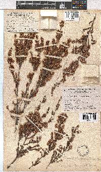 Erica uberiflora image