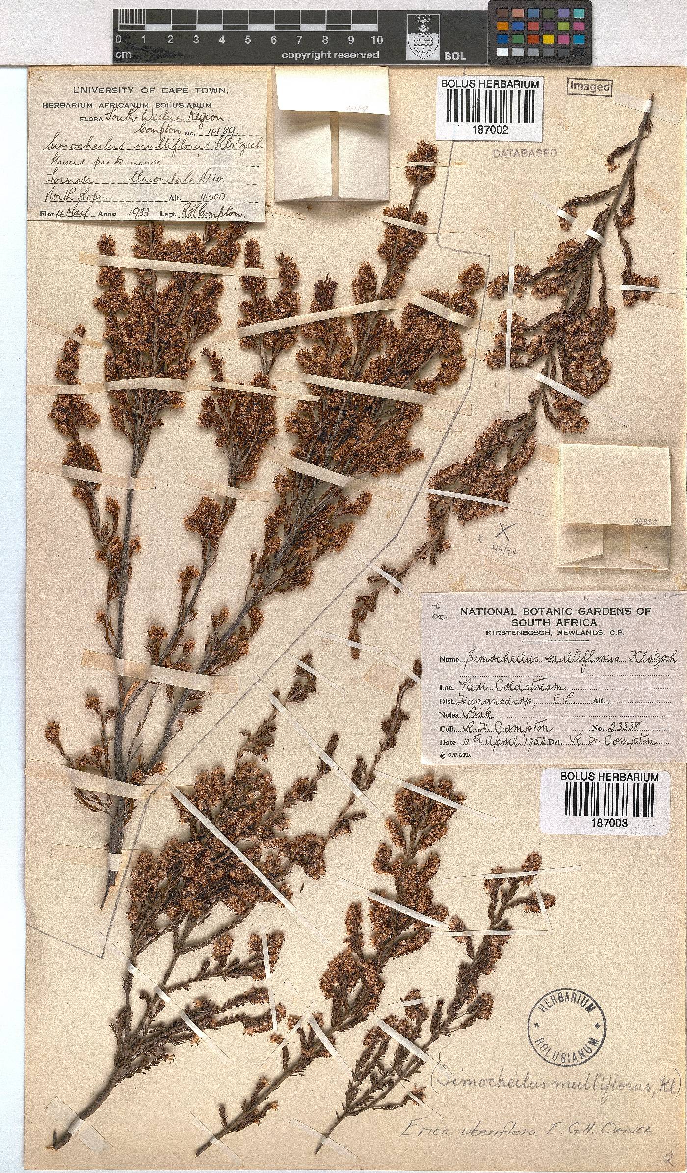 Erica uberiflora image