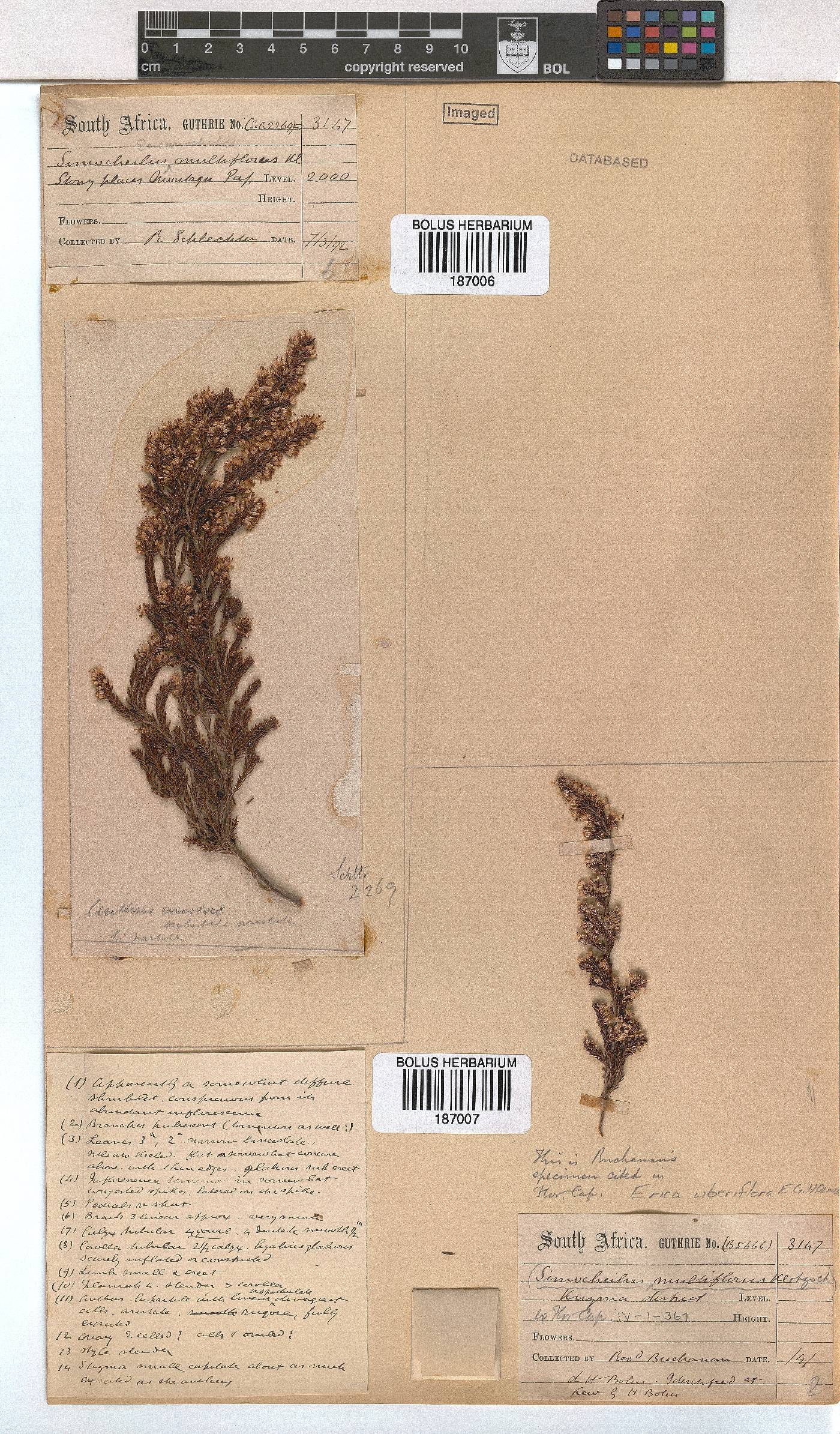 Erica uberiflora image