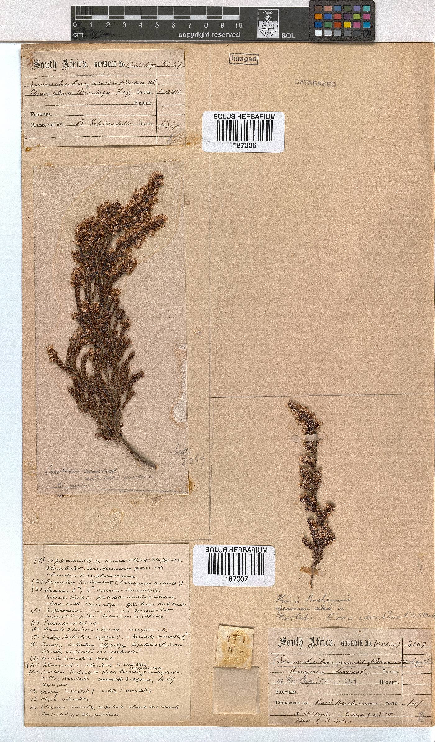 Erica uberiflora image