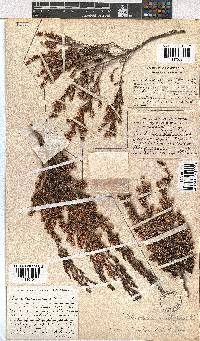 Erica uberiflora image