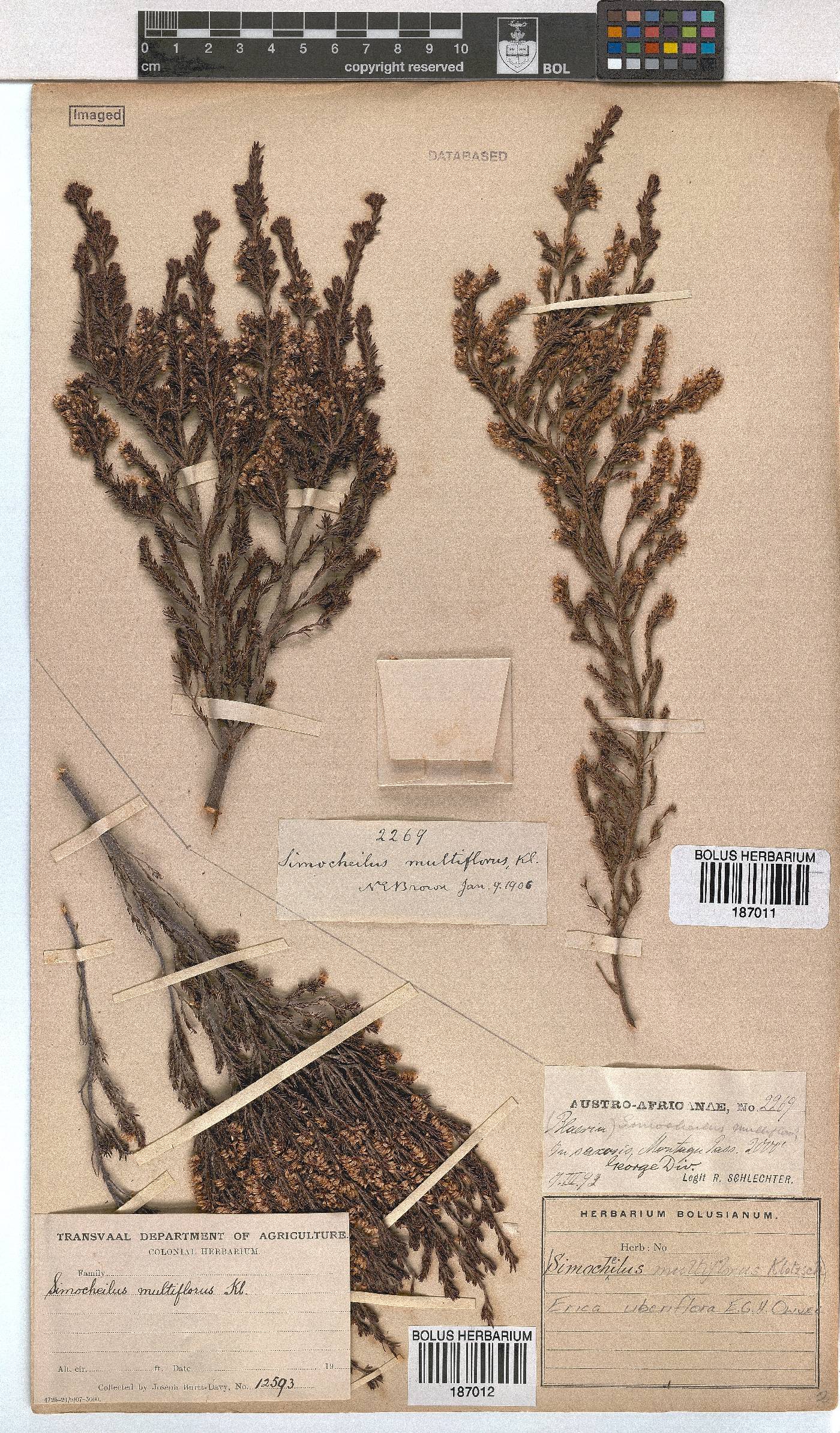 Erica uberiflora image