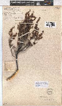 Erica uberiflora image