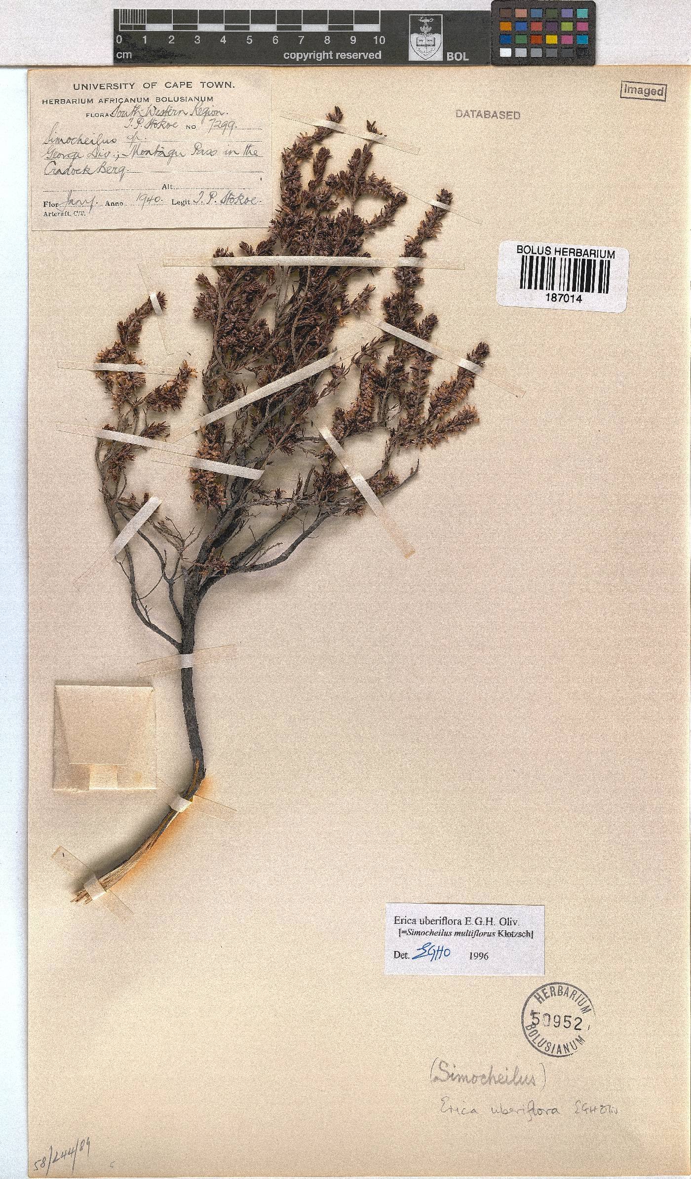 Erica uberiflora image