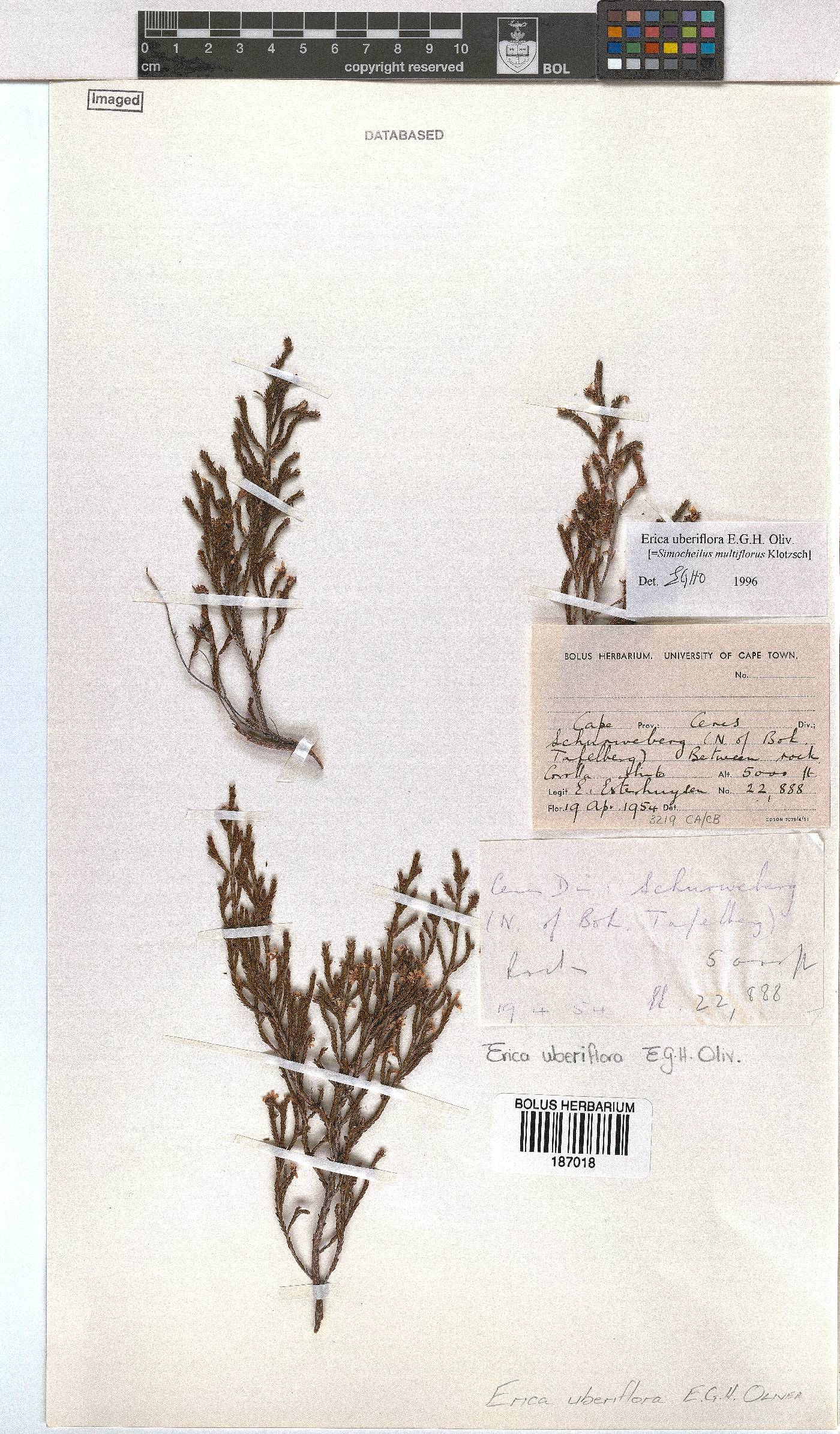 Erica uberiflora image