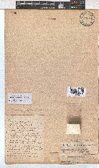 Erica uberiflora image