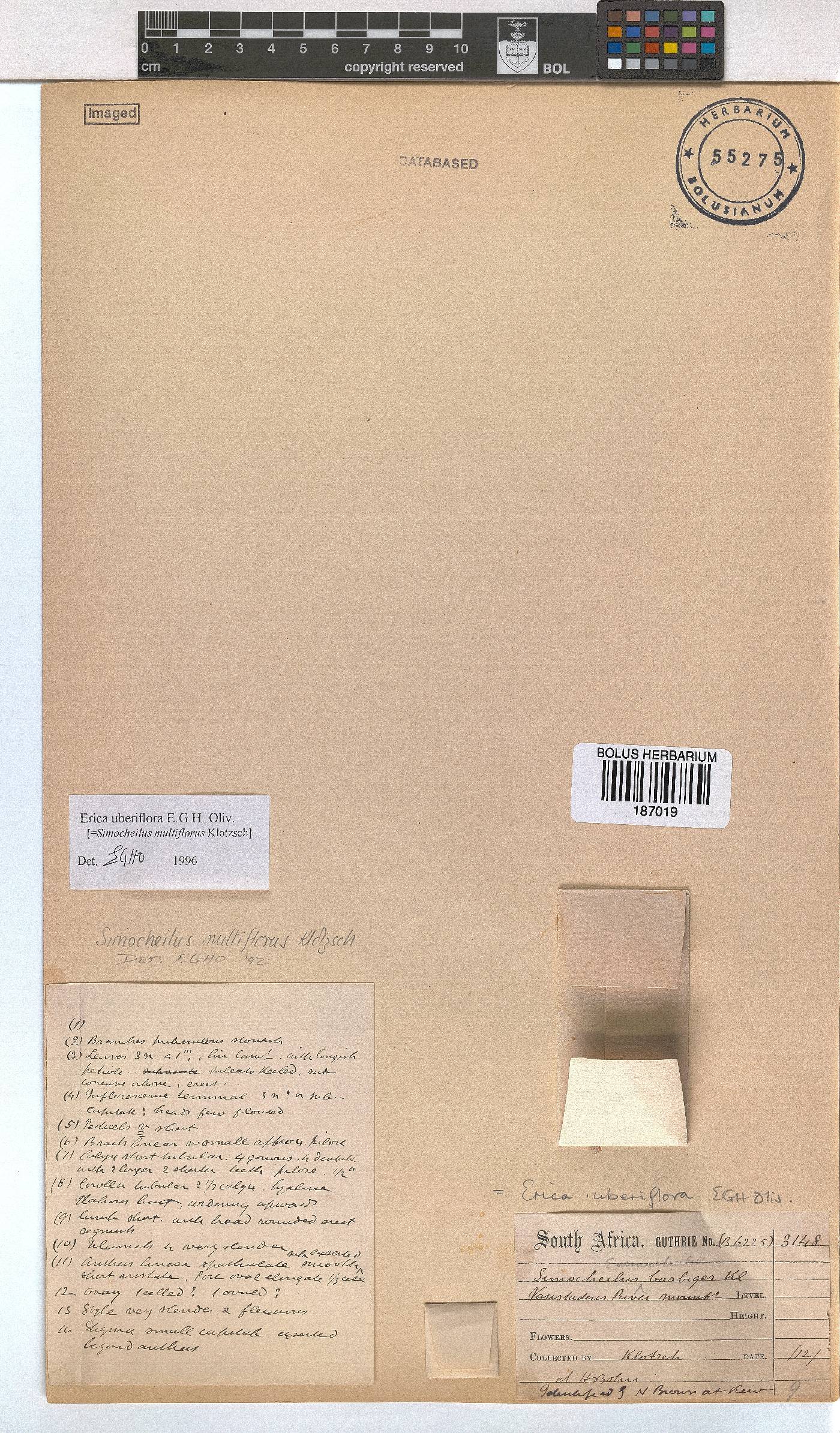 Erica uberiflora image