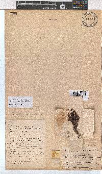 Erica uberiflora image