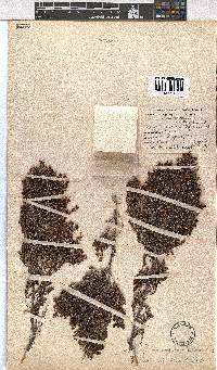 Erica uberiflora image