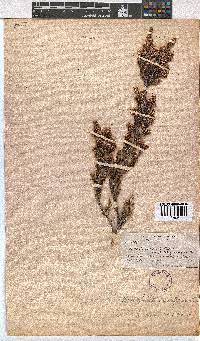 Erica uberiflora image