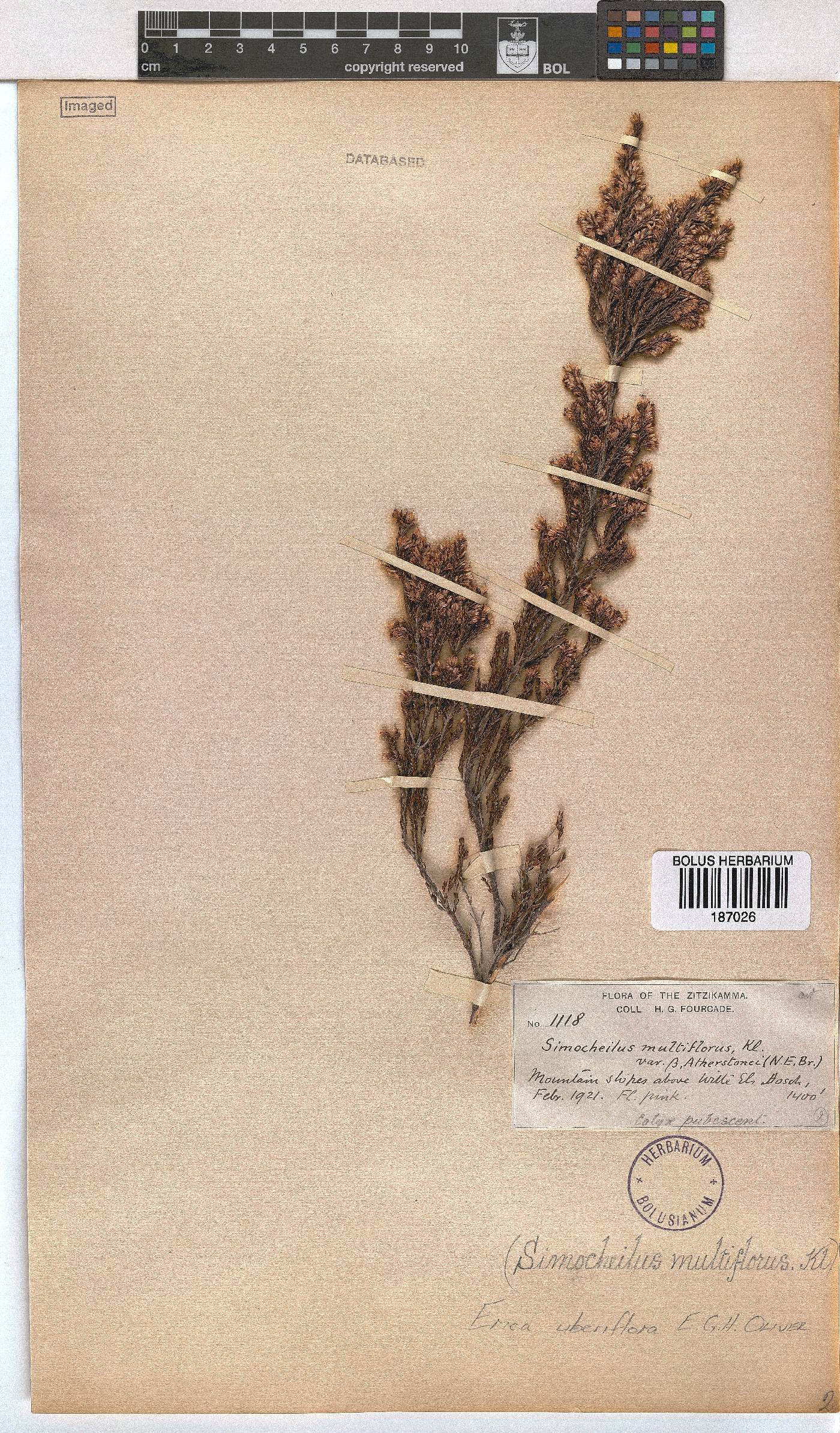 Erica uberiflora image