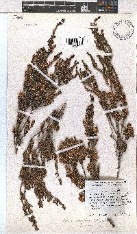 Erica uberiflora image