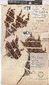 Erica uberiflora image