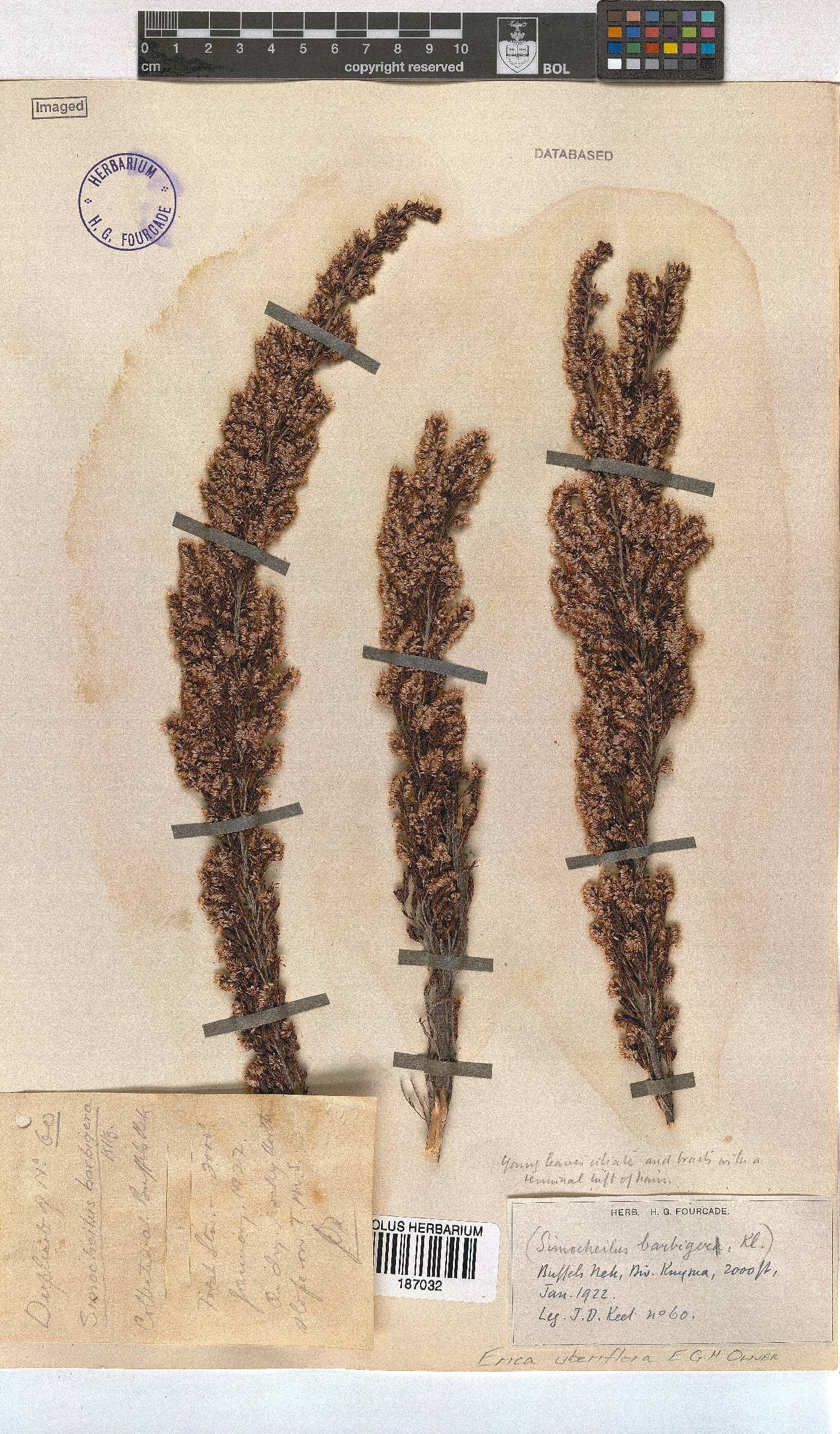 Erica uberiflora image