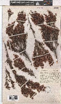 Erica uberiflora image