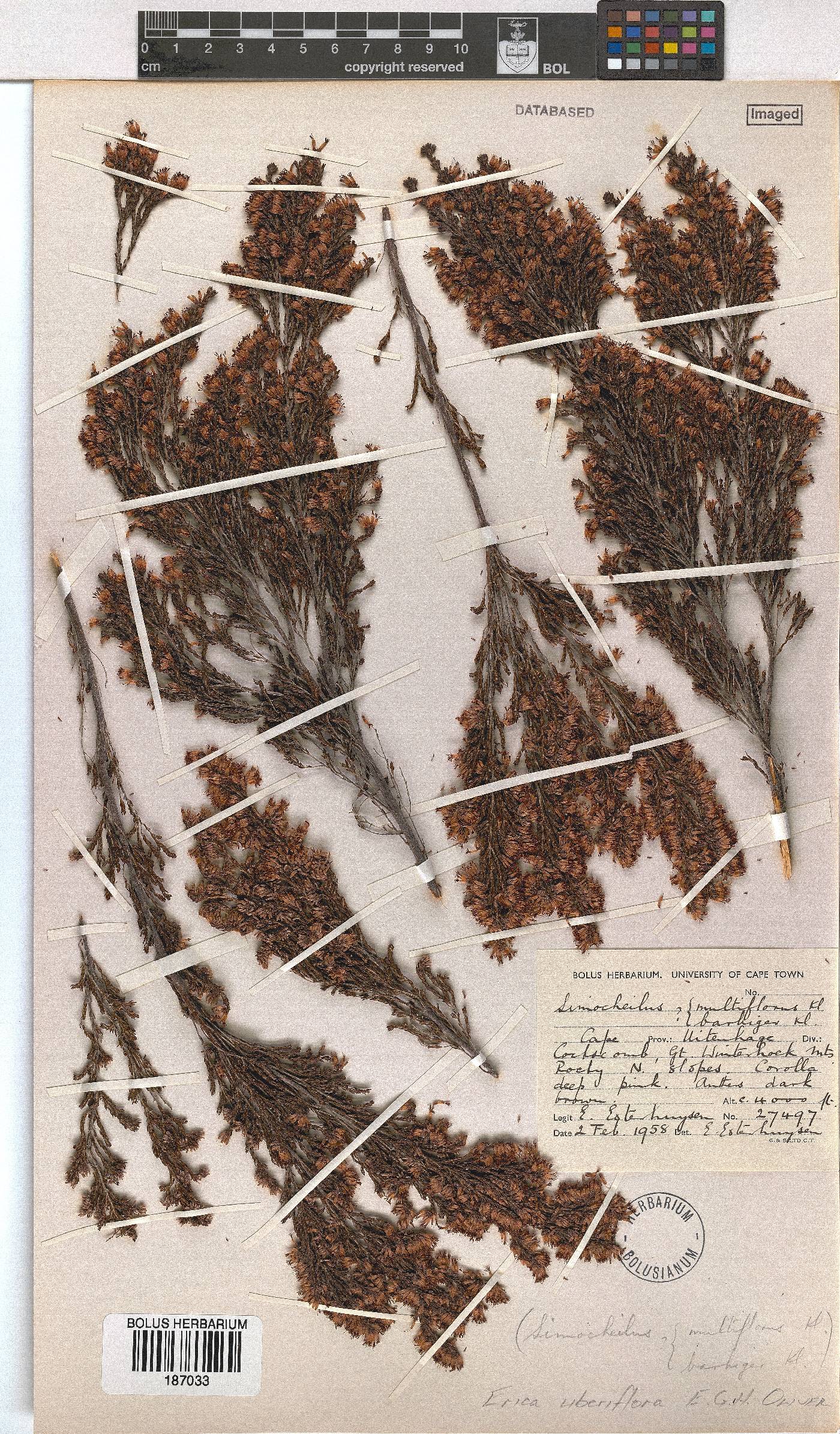 Erica uberiflora image