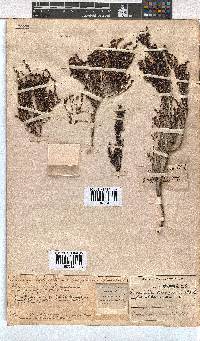 Erica uberiflora image