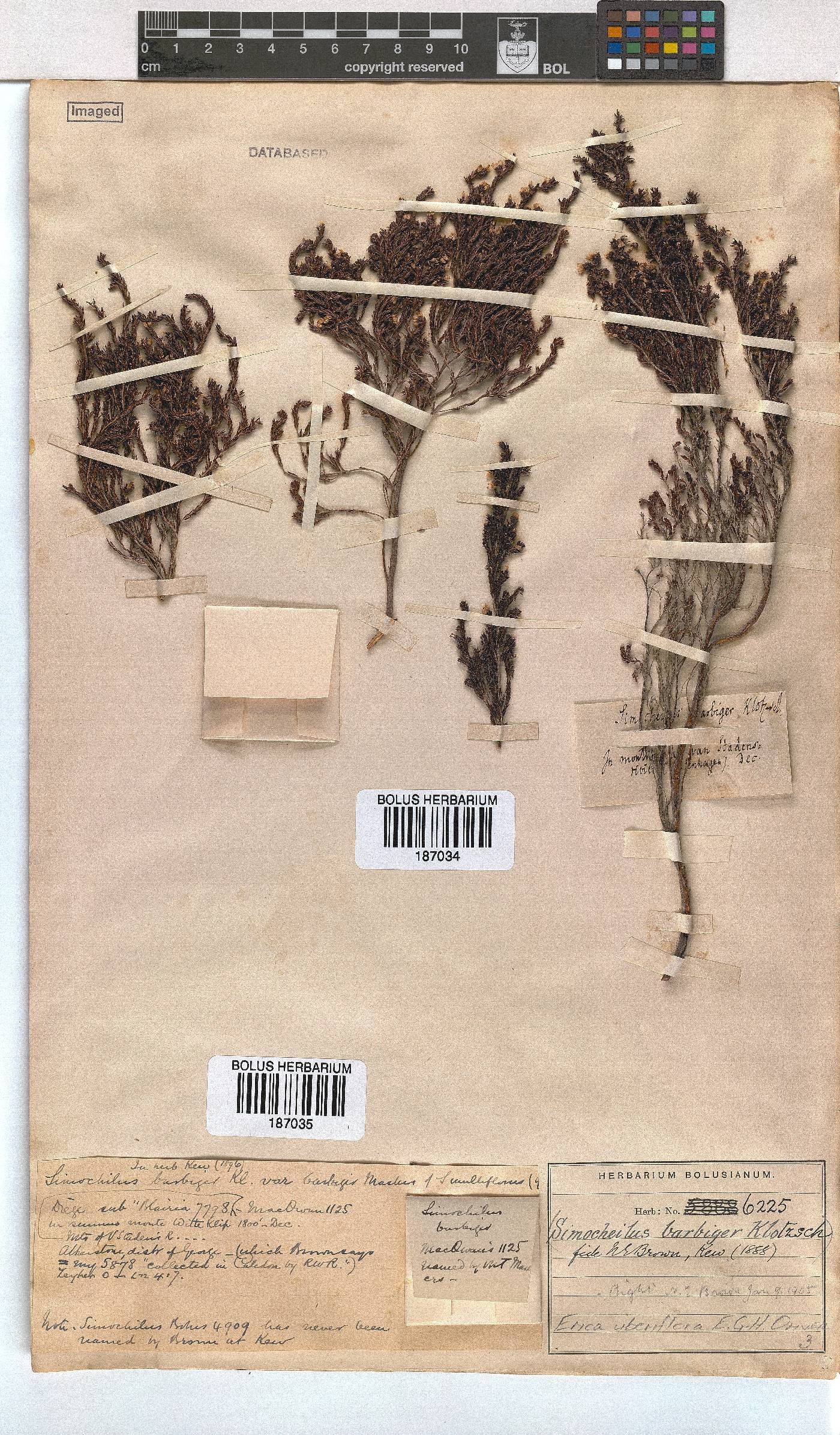 Erica uberiflora image