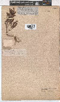 Erica uberiflora image