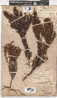 Erica uberiflora image