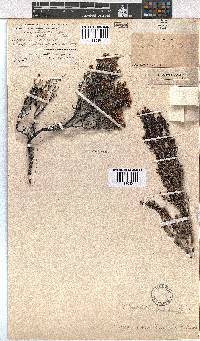 Erica uberiflora image