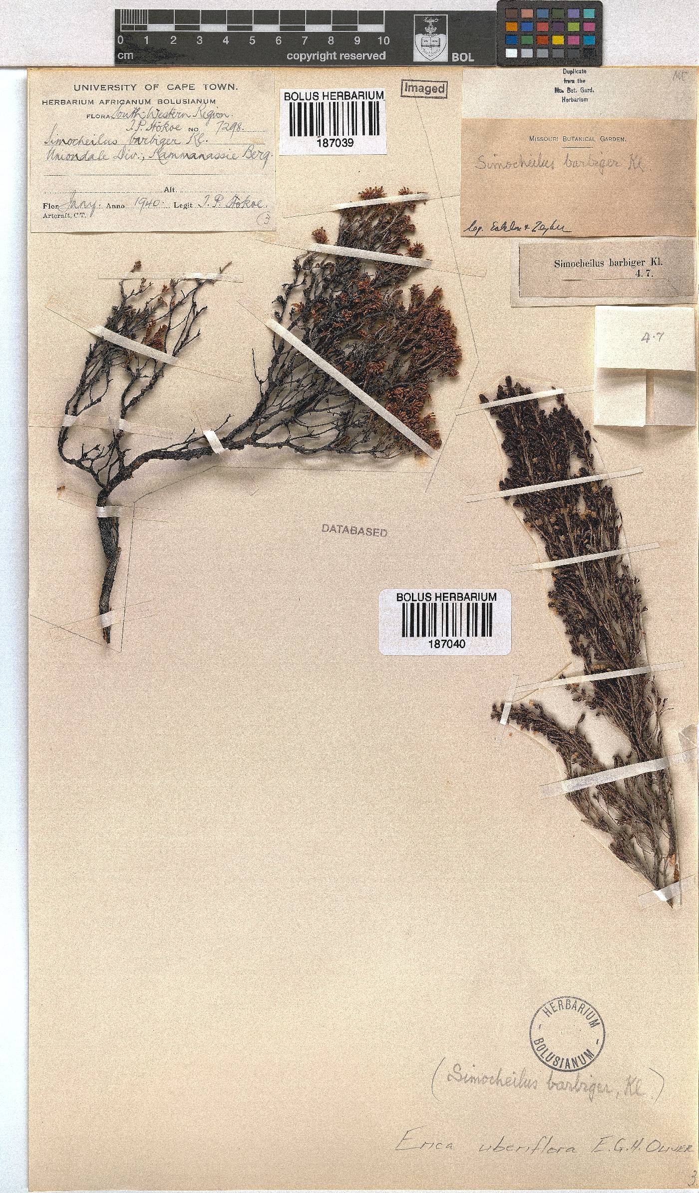 Erica uberiflora image