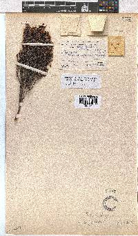 Erica glabella subsp. glabella image