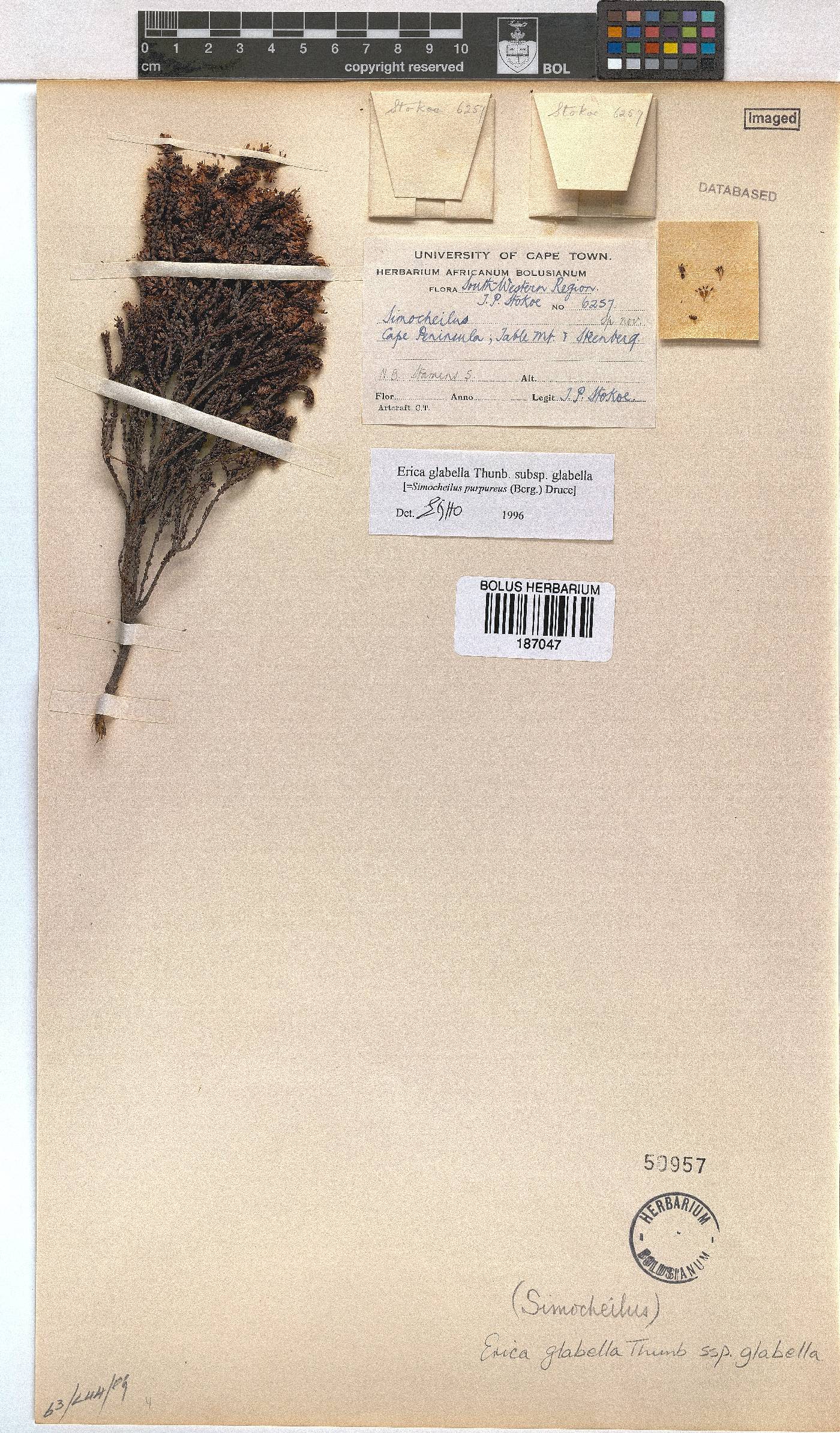 Erica glabella subsp. glabella image