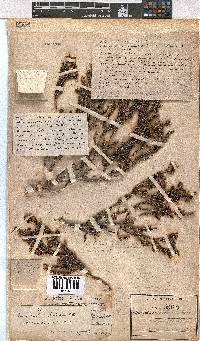 Erica glabella subsp. glabella image