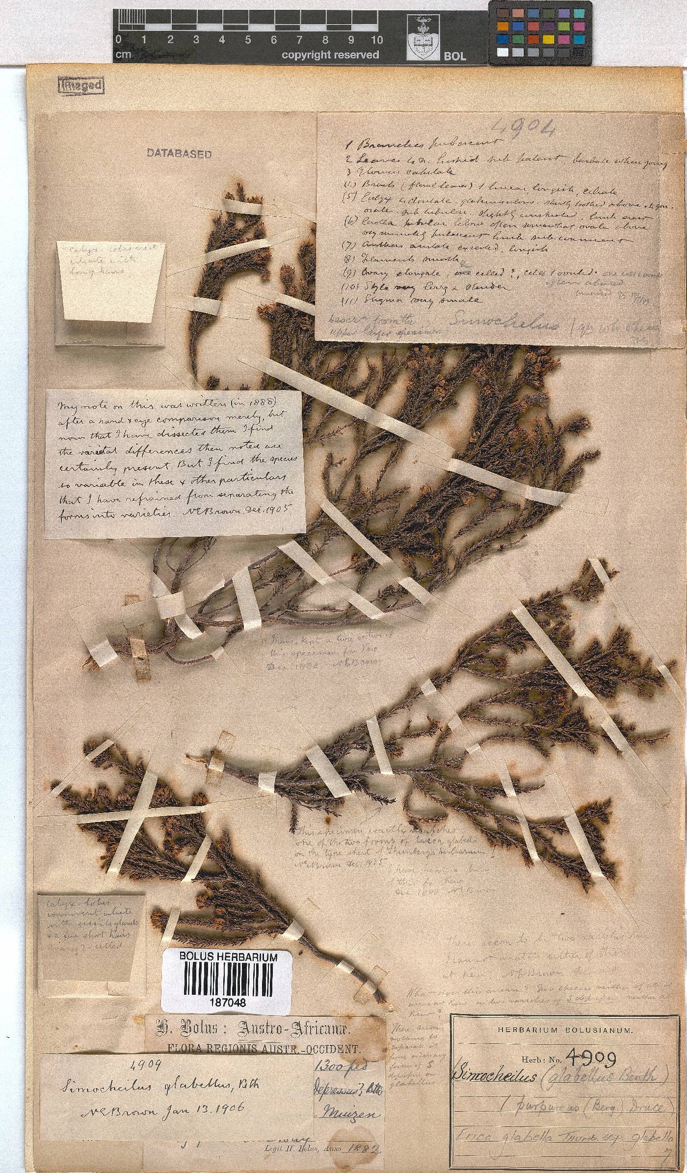 Erica glabella subsp. glabella image