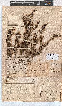 Erica glabella subsp. glabella image