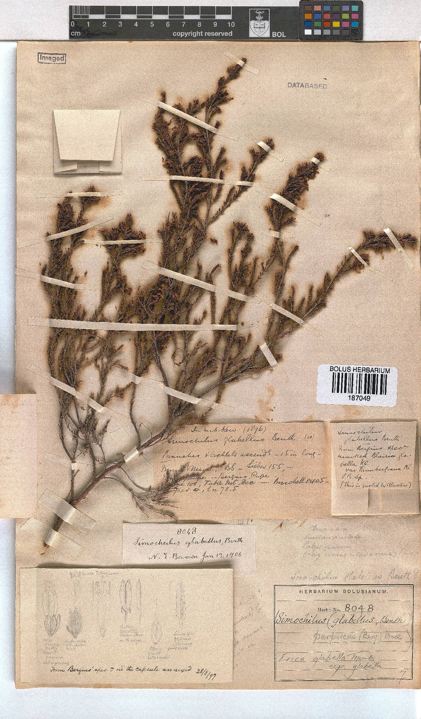 Erica glabella subsp. glabella image