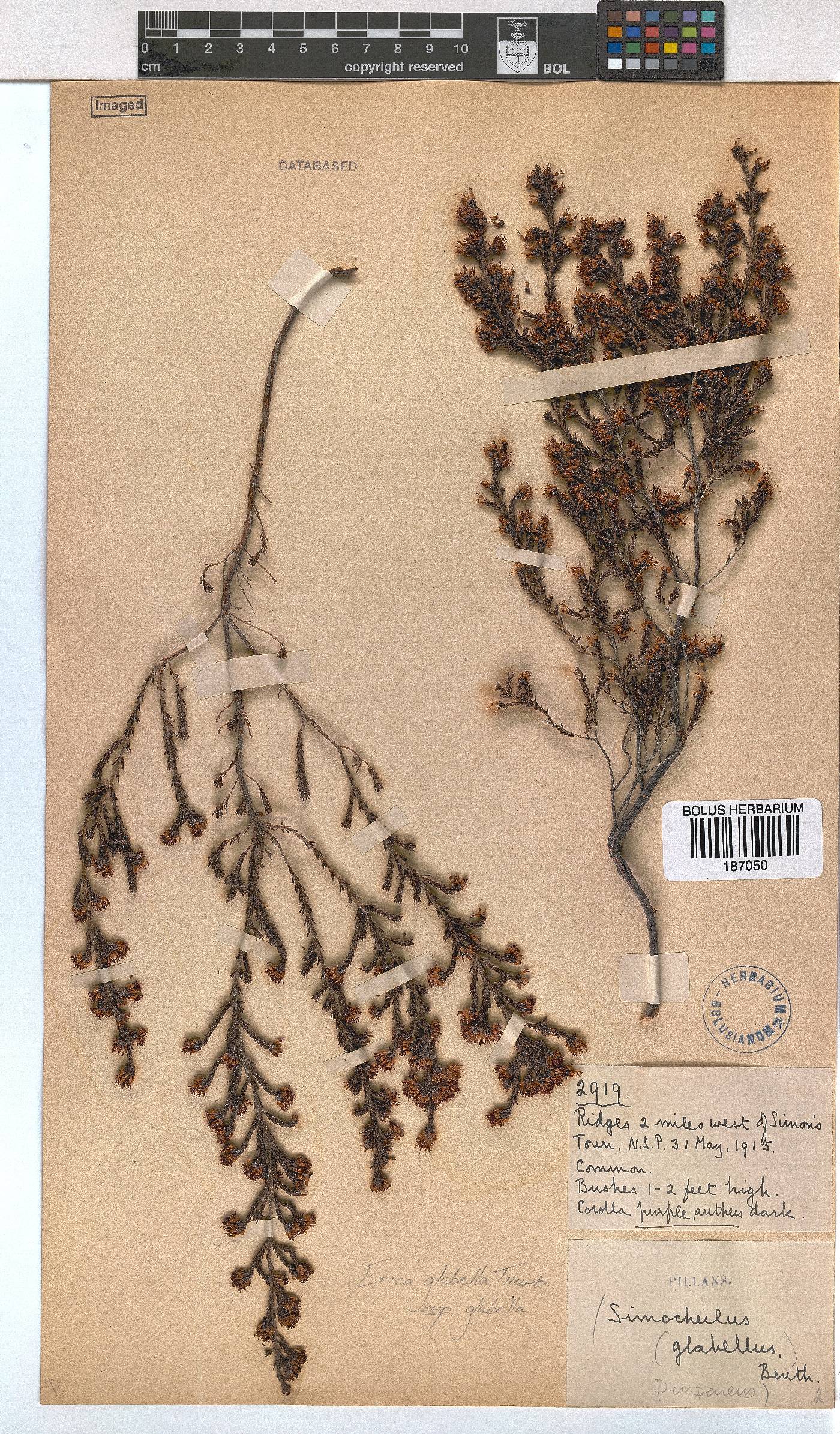 Erica glabella subsp. glabella image
