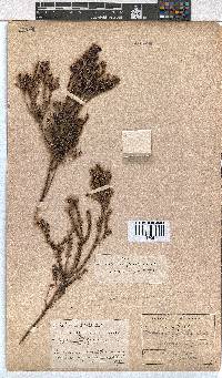 Erica glabella subsp. glabella image