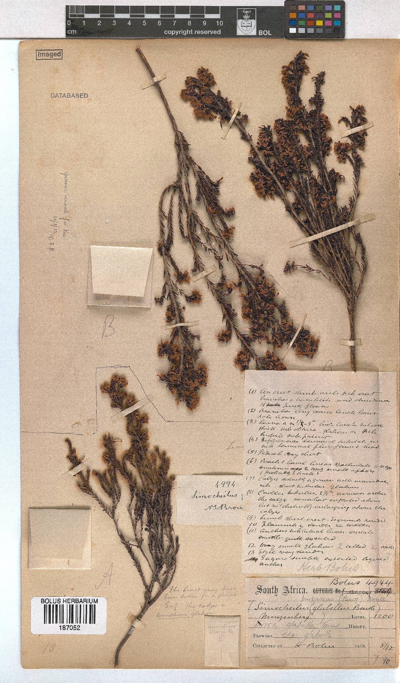 Erica glabella subsp. glabella image
