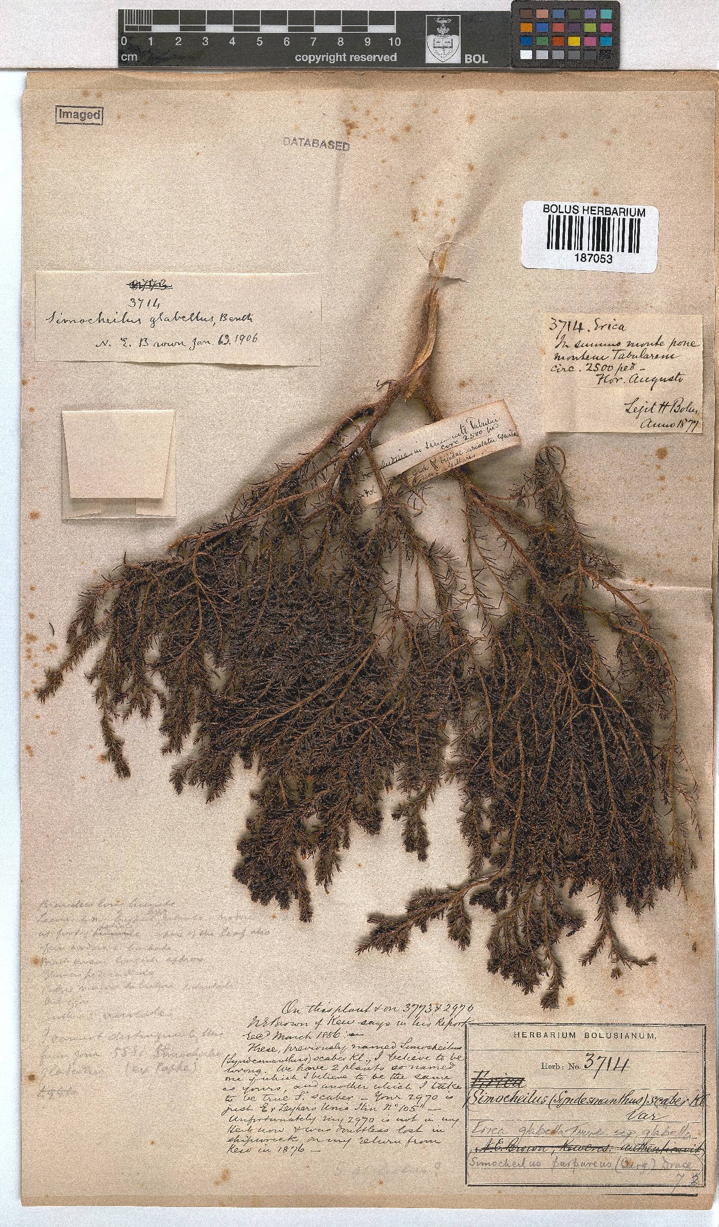 Erica glabella subsp. glabella image