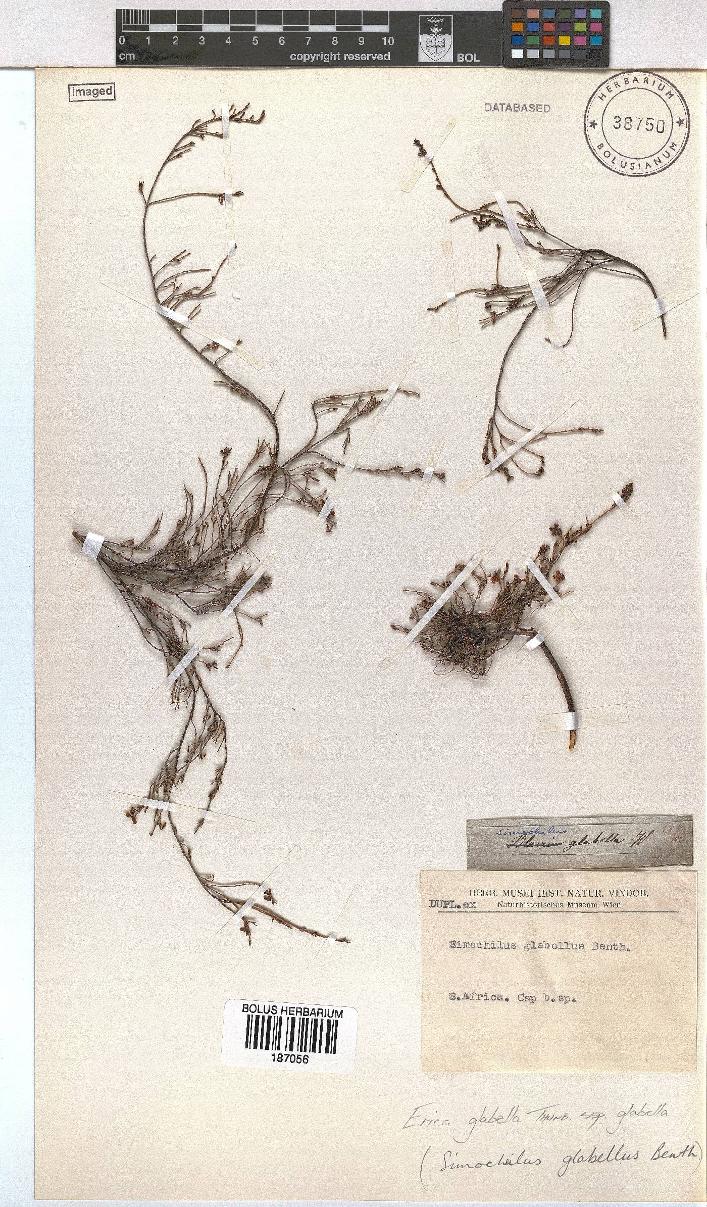 Erica glabella subsp. glabella image