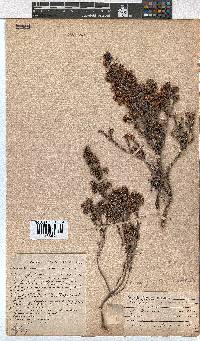 Erica glabella subsp. glabella image