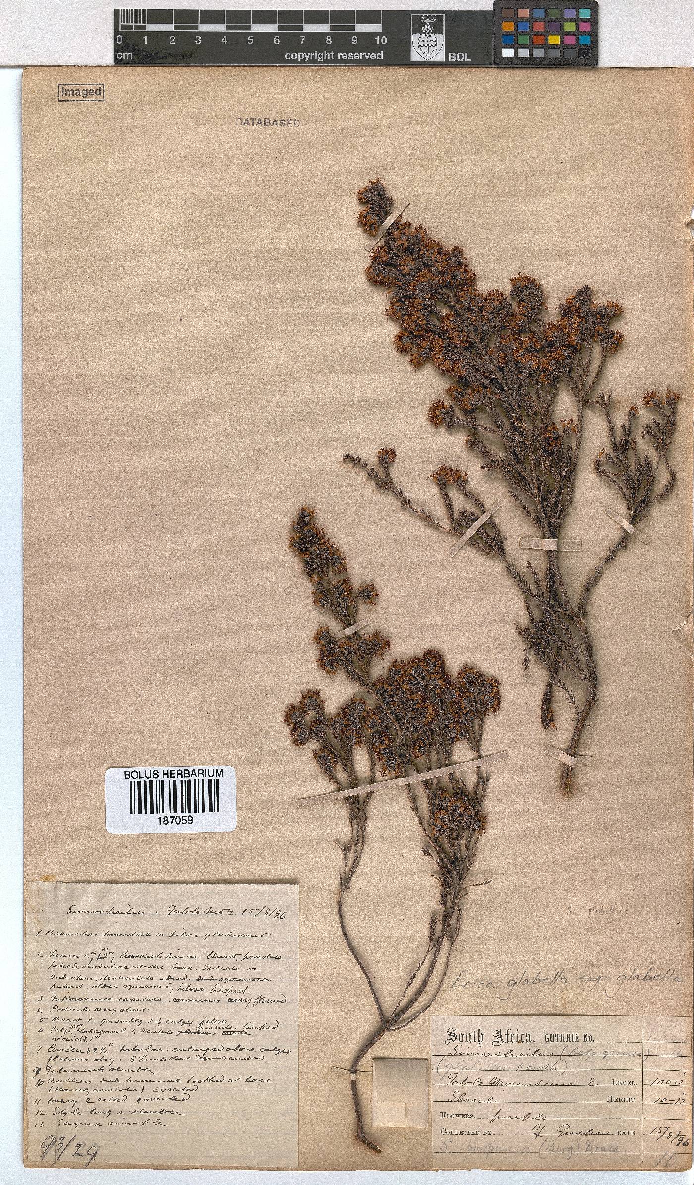 Erica glabella subsp. glabella image