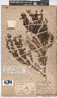 Erica glabella subsp. glabella image