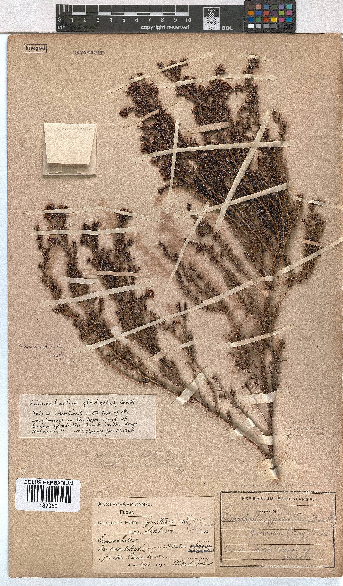 Erica glabella subsp. glabella image