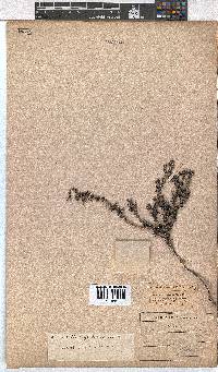 Erica glabella subsp. glabella image