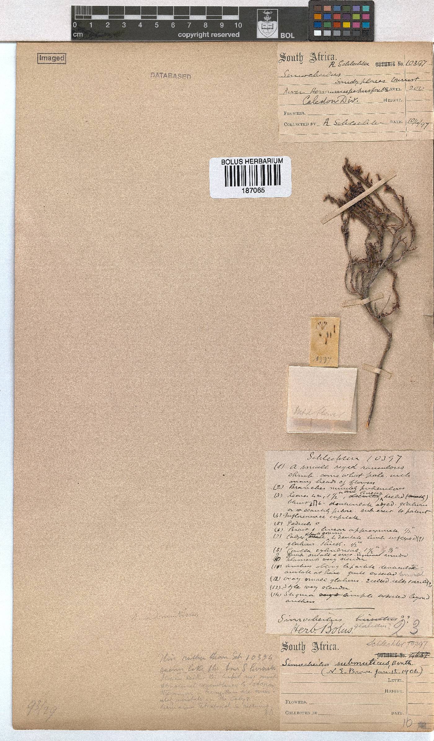 Erica glabella subsp. laevis image