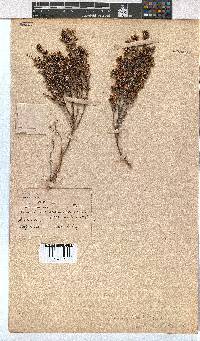 Erica glabella image