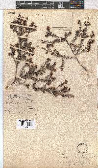 Erica glabella image