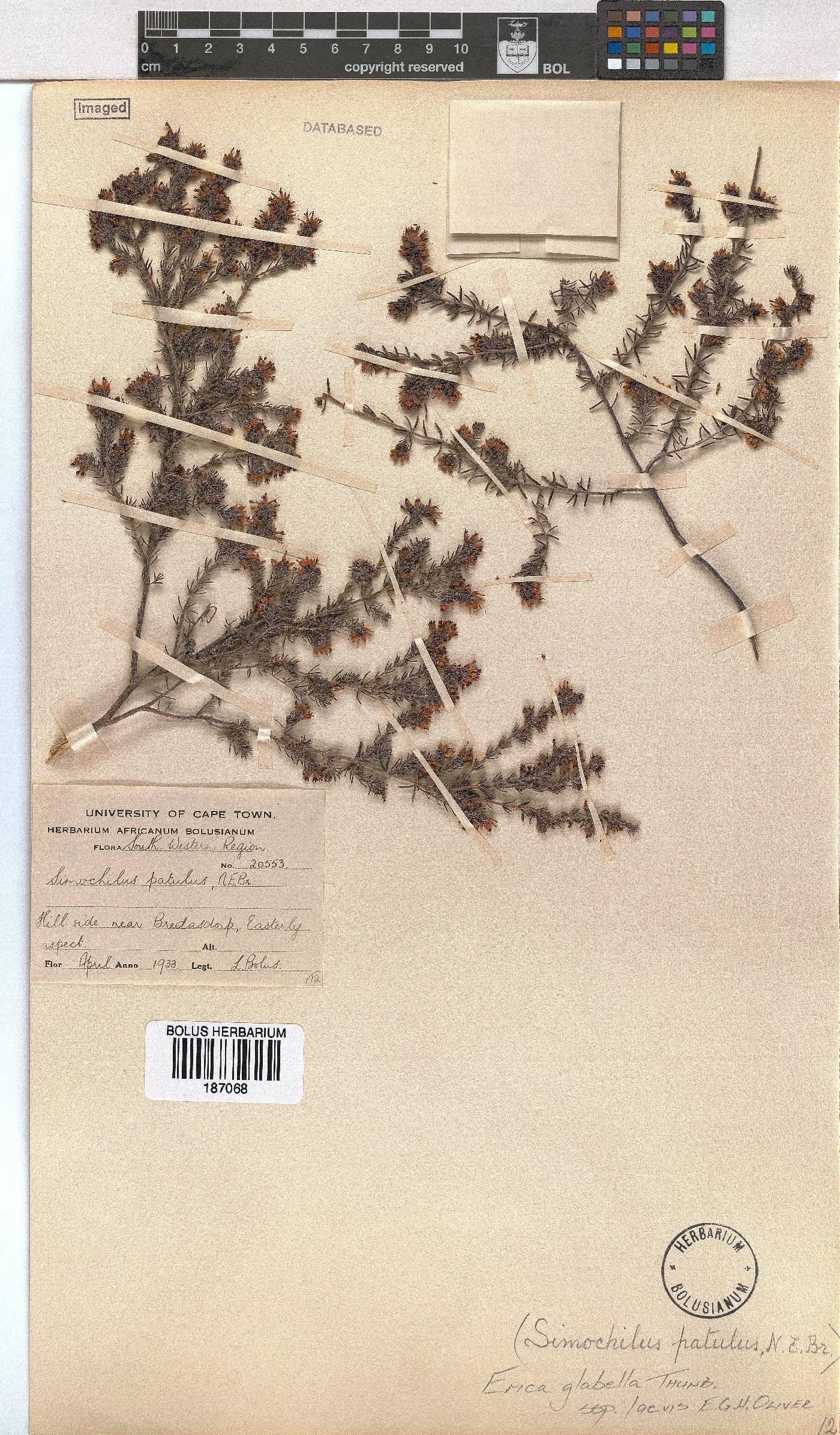 Erica glabella subsp. laevis image