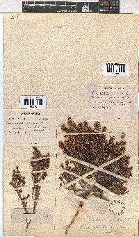 Erica glabella image