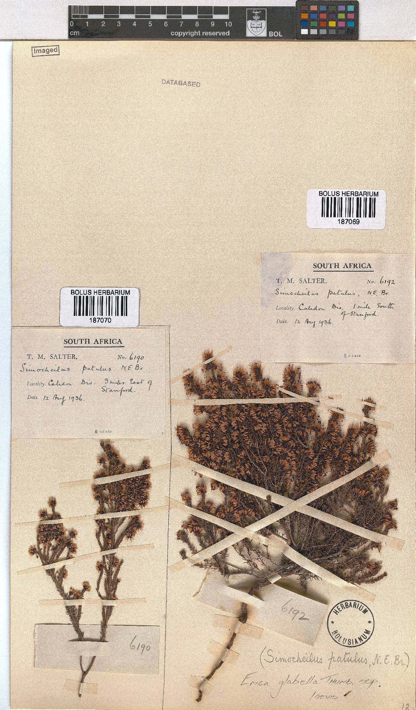 Erica glabella subsp. laevis image